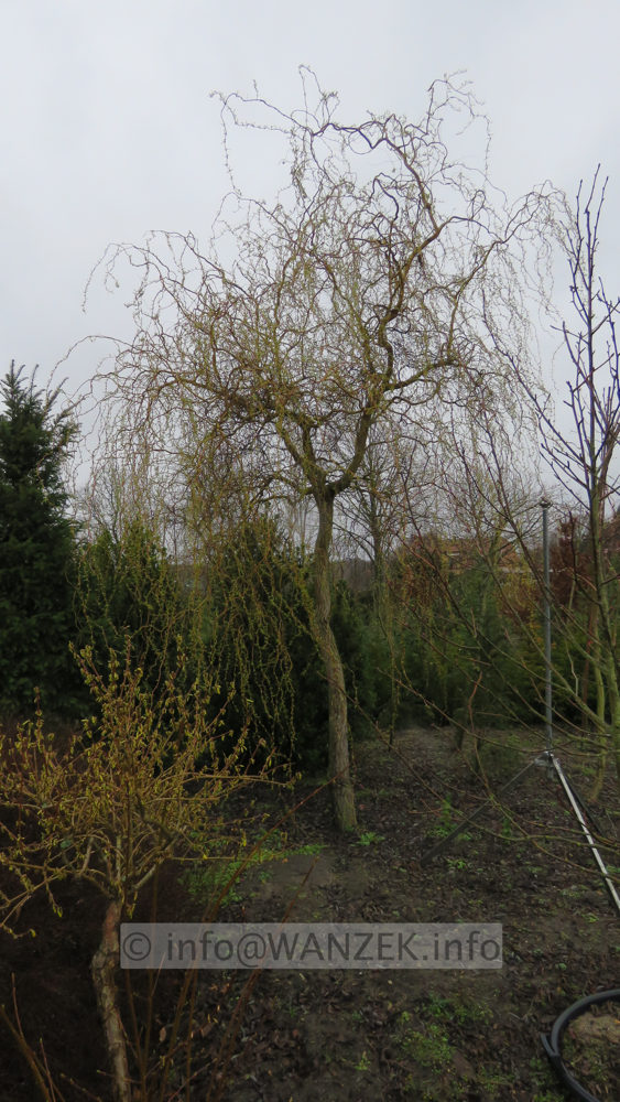 Salix erythroflexuosa 02.JPG